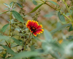 new red and yellow gaillardia blossom has open up in the back garden