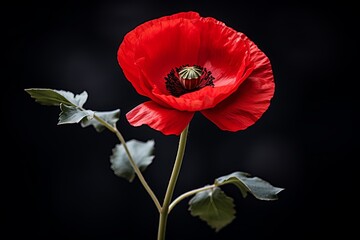 Vibrant red poppy blooms against a dark background in striking contrast. Generative AI