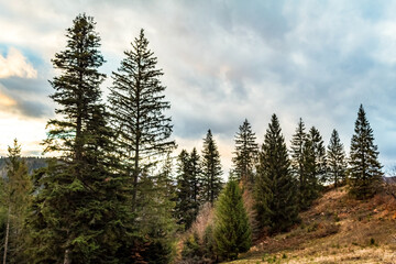 Landscapes - Forest - Europe, Romania, Suceava region
