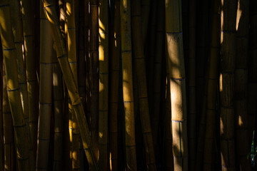 Yellow and green Bamboo background in dapped sunlight ,zen wallpaper ,texture
