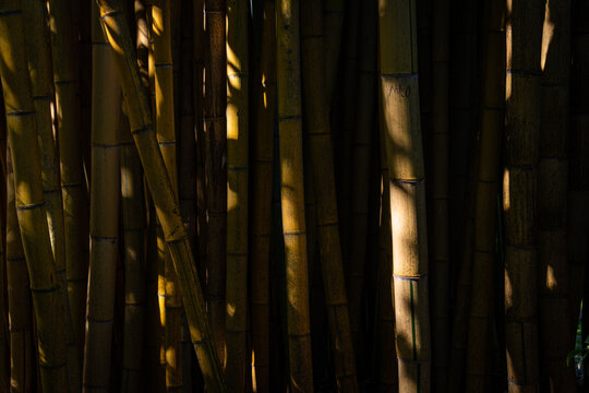 Yellow and green Bamboo background in dapped sunlight ,zen wallpaper ,texture