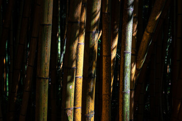 Yellow and green Bamboo background in dapped sunlight ,zen wallpaper ,texture