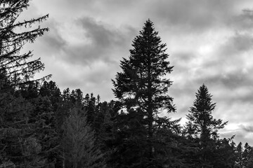 Landscapes - Forest - Europe, Romania, Suceava region