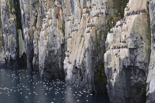 Thick-billed Murres (Uria lomvia) or Brunnich's guillemots colony, Alkefjellet bird cliff, Hinlopen Strait, Spitsbergen Island, Svalbard archipelago, Norway