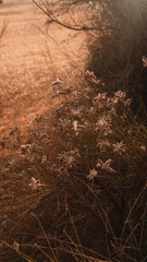 Obraz premium flowers in the field