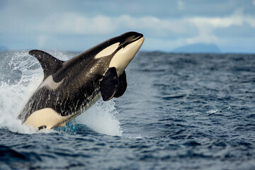 Obraz premium Fantastically beautiful majestic huge whale in deep ocean