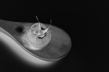 Tomato on a wooden spoon