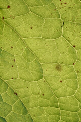 green leaf veins in springtime. abstract green background