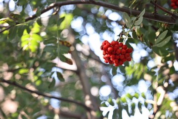 Rowan tree with red berries growing outdoors, low angle view