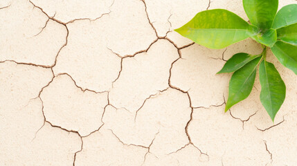 Fototapeta premium Green plant emerging from cracked earth showcasing resilience in nature