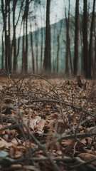 Fototapeta premium Forest Floor with Leaf Litter and Undergrowth