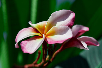 Close-up view of pink and white frangipani flower blooming on branch