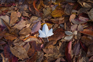 Fototapeta premium 札幌の平岡樹芸センターの真っ白なもみじの落ち葉