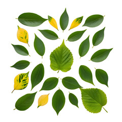 The leaves of a mango are falling isolated on transparent background