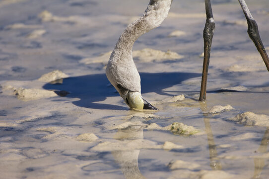 Young Puna or James&rsquo;s Flamingo (Phoenicoparrus jamesi), Phoenicopteridae family, Laguna Hedionda, Potosi, Bolivia