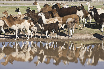 Llama herd reflecting in a pond, San Juan, Potosi, Bolivia