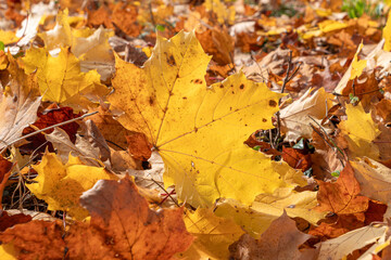 Herbstlich gef&auml;rbter Bl&auml;tter am Boden, Herbst, Bayern, Deutschland, Europa