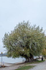 Sch&ouml;ne Weide an einem nebeligen Herbsttag am Ammersee, Herrsching, Bayern, Deutschland, Europa