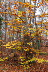 Obraz premium Trüber nebeliger Tag in einem Laubwald im Herbst, Bayern, Deutschland, Europa