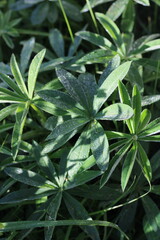 Dark green beautiful leaves with dew drops