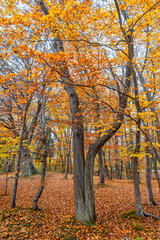 Obraz premium Trüber nebeliger Tag in einem Laubwald im Herbst, Bayern, Deutschland, Europa