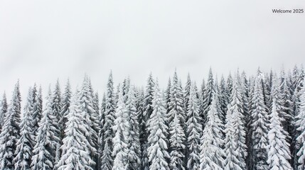 Fototapeta premium Snow-covered evergreen trees in a winter landscape.