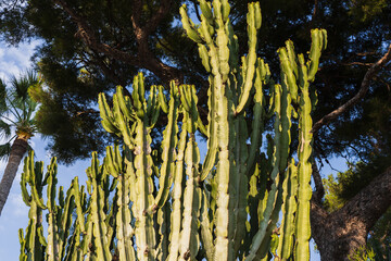 Cactus, Euphorbia grande in Nice, southern France.