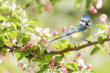 Little bird perching on branch of blossom apple tree. Blue tit. Parus caeruleus. Spring background