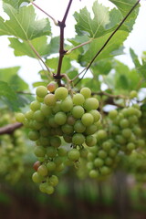 Grapes farming green grapes