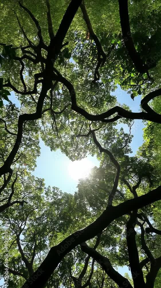 Poster sunlight streams through dense tree branches in a lush park midday