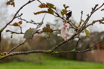 Obraz premium Winter flowering cherry tree (Prunus subhirtella Autumnalis) semi-double white pink blossom and flower buds with lichen on twigs