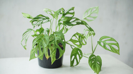 Monstera adansonii ornamental plant - Swiss Cheese Vine is placed on the outer wall of the house to...