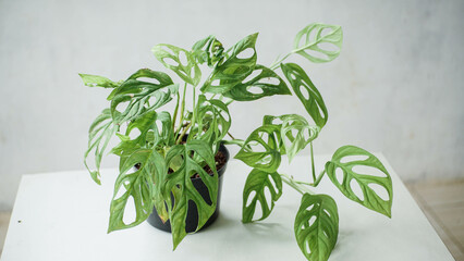 Monstera adansonii ornamental plant - Swiss Cheese Vine is placed on the outer wall of the house to...