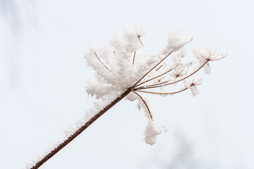 Winter in The Netherlands; close up of frost covered twigs of dead plants