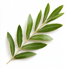 Obraz premium single olive branch with vibrant green leaves, symbolizing peace and harmony, elegantly displayed against clean background