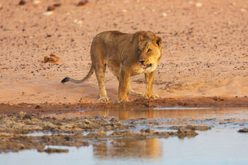 Lion (Pantera leo) at the bank of a water hole in the setting sun, Etosha national park Namibia © Chris