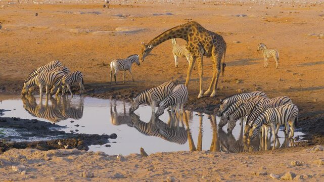 Namibian giraffe (Giraffa camelopardalis angolensis) and a group of Plains zebra ((Equus quagga) drinking from a waterhole at sunrise in Etosha National Park, Namibia
