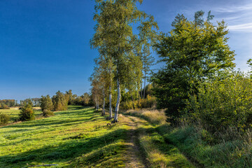 Ein schöner typischer Wanderweg durch den Harz. Birken flankieren den Weg. Blauer Himmel an einem...