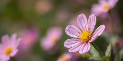 Fototapeta premium A close-up shot of a beautiful flower following the rule of thirds composition, with a blurred background, blurred, rule of thirds, background