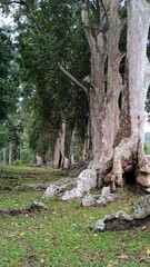 Obraz premium tree in the forest