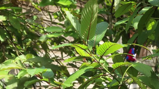 Kratom plant or mitragyna speciosa tree