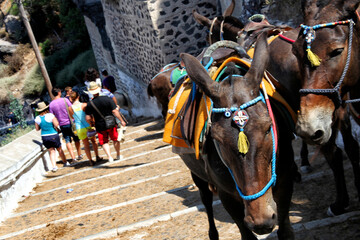 Elevator Mules, Santorini, Cyclades Islands, Egeo Sea, Mediterranean Sea, Greece, Europe