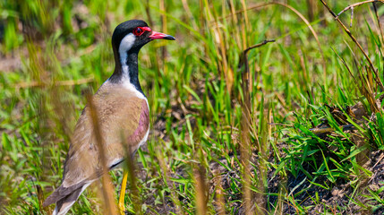 Red-wattled Lapwing, Vanellus indicus, Royal Bardia National Park, Bardiya National Park, Nepal, Asia