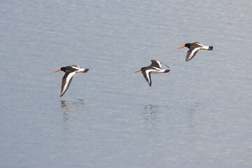Eurasian Oystercatcher