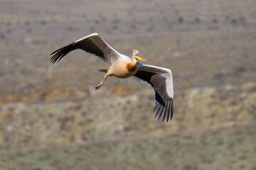 Great White Pelican