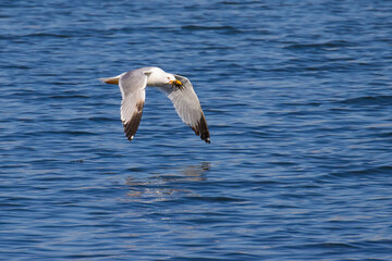 Yellow-legged Gull