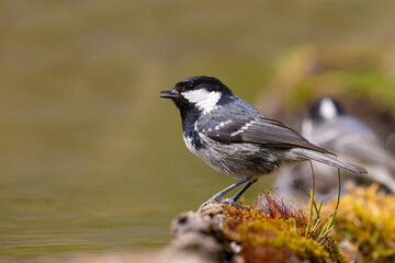 Coal Tit