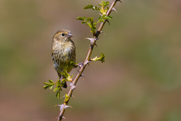Eurasian Siskin