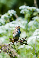 Grauammer auf einer Sitzwarte