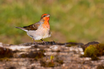 Common Rosefinch